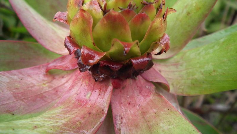 Leucadendron orientale, photographed by Shaun Swanepoel
