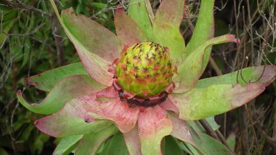 Leucadendron orientale, photographed by Shaun Swanepoel