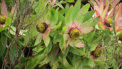 Leucadendron orientale, photographed by Shaun Swanepoel