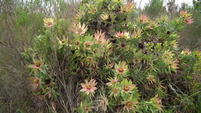 Leucadendron orientale, photographed by Shaun Swanepoel