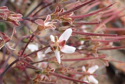 Pelargonium crithmifolium, photographed by Di Turner