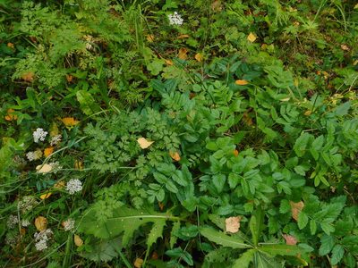 Pimpinella major, photographed by Eugene Popov