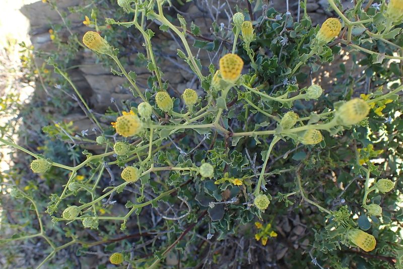 Pegolettia baccharidifolia, photographed by Di Turner