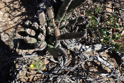 Stapelia rufa, photographed by Di Turner