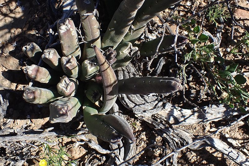 Stapelia rufa, photographed by Di Turner