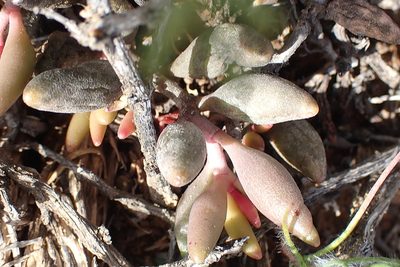 Adromischus filicaulis
