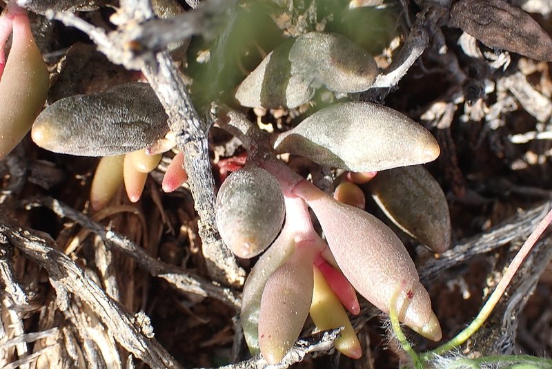 Adromischus filicaulis, photographed by Di Turner