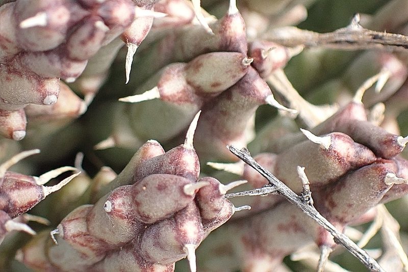 Tridentea gemmiflora, photographed by Di Turner