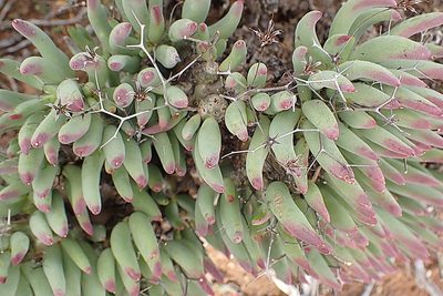 Tylecodon reticulatus, photographed by Di Turner