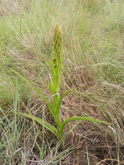 Corycium dracomontanum, photographed by Andrew Deacon