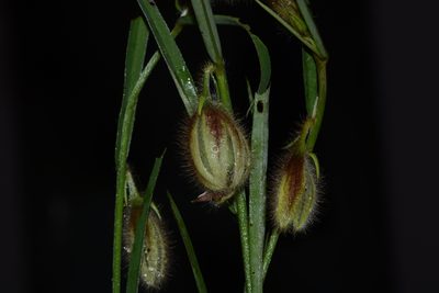 Crotalaria calycina, photographed by S.MORE