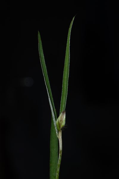 Crotalaria calycina, photographed by S.MORE