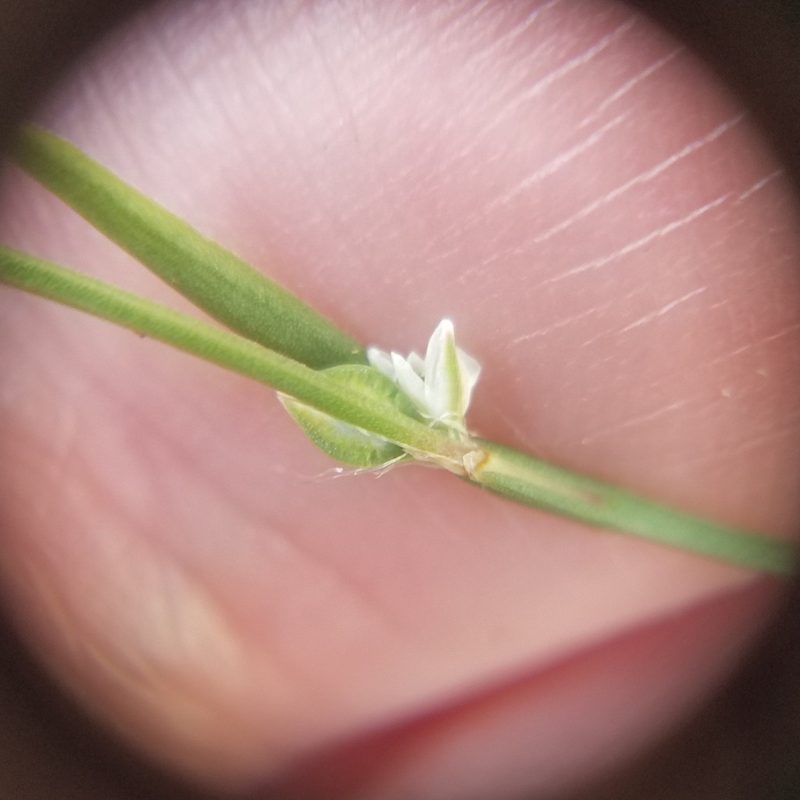 Polygonum tenue, photographed by Leila Dasher
