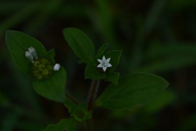 Richardia scabra, photographed by S.MORE