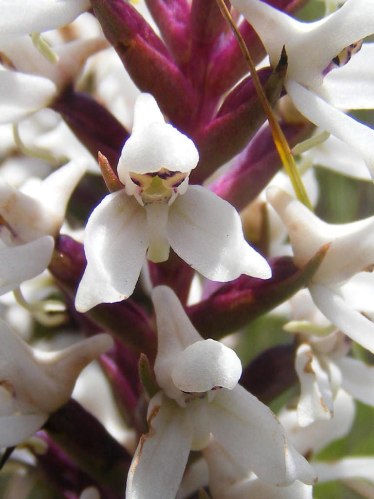 Disa alticola, photographed by Andrew Deacon