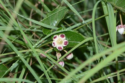 Cynanchum annularium, photographed by S.MORE