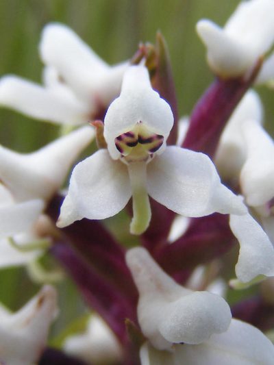 Disa alticola, photographed by Andrew Deacon