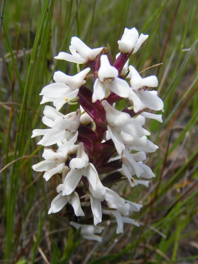Disa alticola, photographed by Andrew Deacon