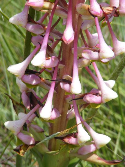 Disa cooperi, photographed by Andrew Deacon