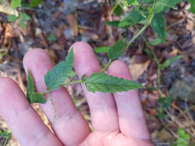 Tragia urticifolia, photographed by Leila Dasher