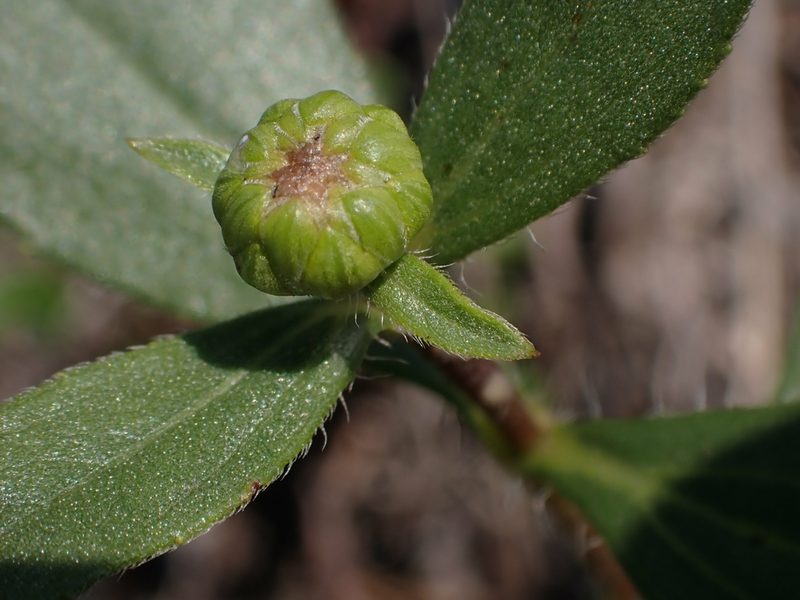 Helianthus pauciflorus, photographed by Mary Krieger