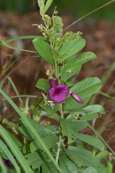 Argyreia cuneata, photographed by S.MORE