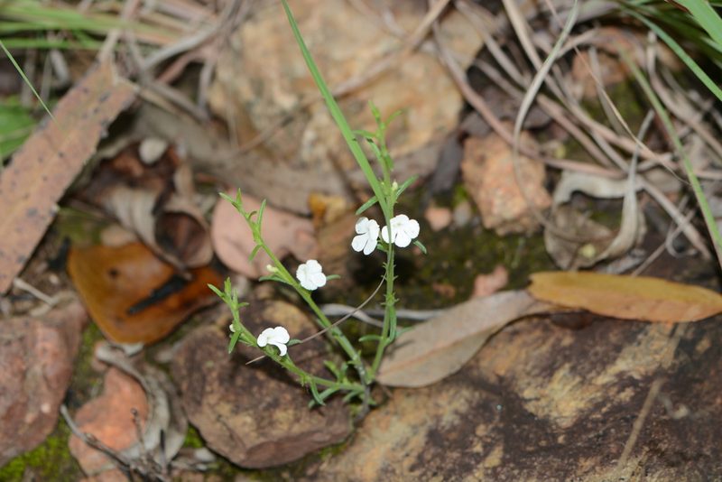Striga angustifolia, photographed by S.MORE