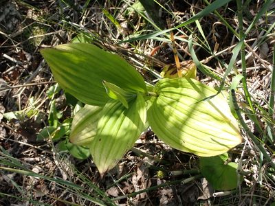 Cypripedium reginae, photographed by Mary Krieger