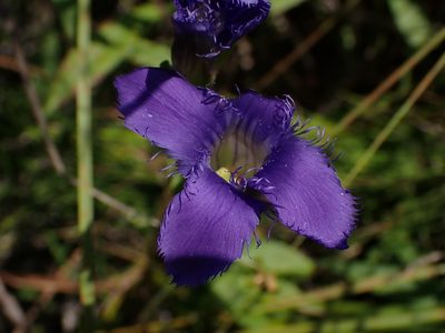 Gentianopsis crinita, photographed by Mary Krieger
