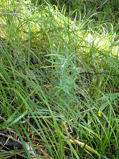 Epilobium leptophyllum, photographed by Mary Krieger