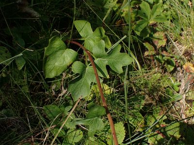Nabalus albus, photographed by Mary Krieger