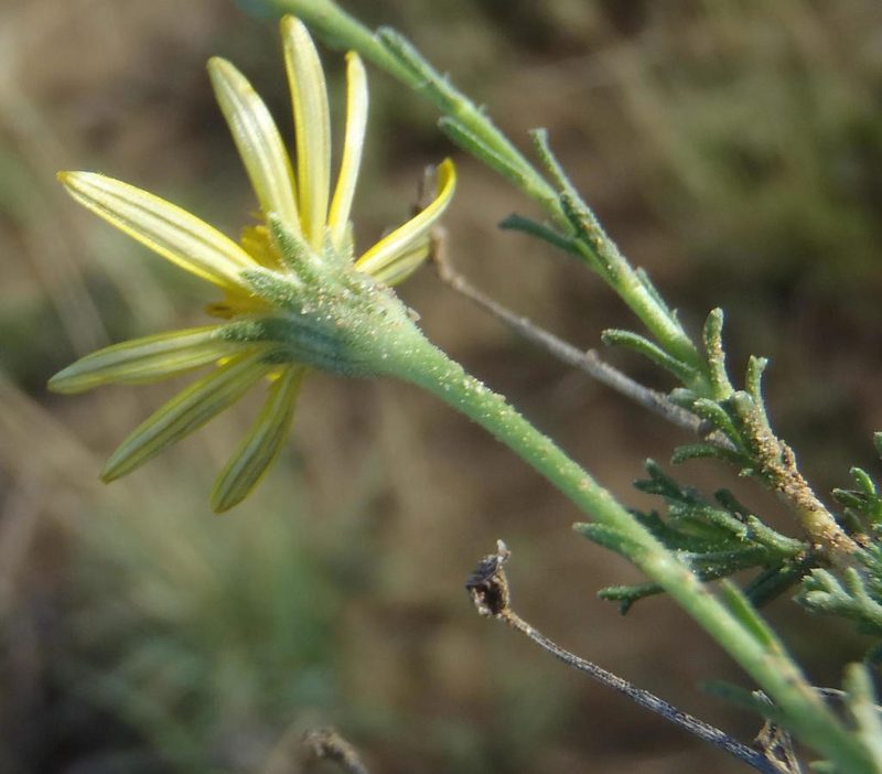 Osteospermum leptolobum, photographed by Nicola van Berkel