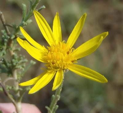 Osteospermum leptolobum, photographed by Nicola van Berkel