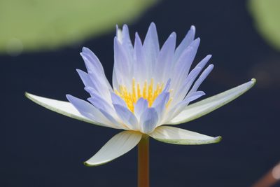 Nymphaea elegans, photographed by Eleanor Pate
