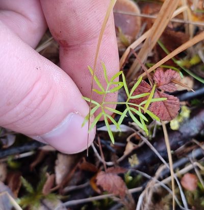 Ostericum tenuifolium, photographed by Yurii Basov
