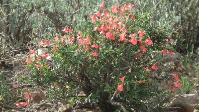 Hermannia grandiflora, photographed by Shaun Swanepoel