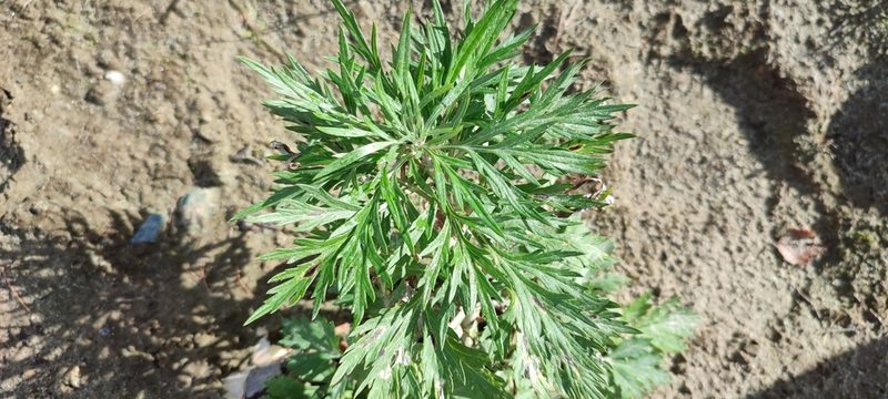 Artemisia tilesii, photographed by Yurii Basov