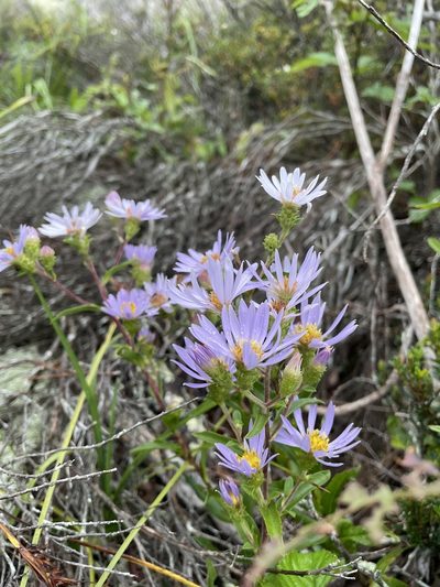 Eurybia surculosa, photographed by Brandon Wheeler