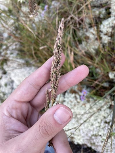 Greeneochloa coarctata, photographed by Brandon Wheeler