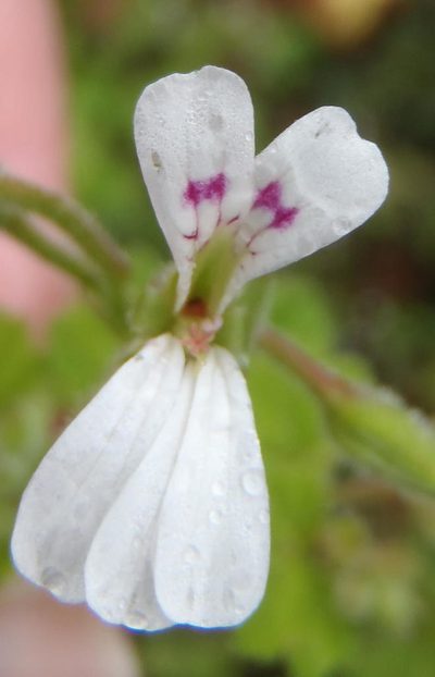 Pelargonium odoratissimum, photographed by Nicola van Berkel