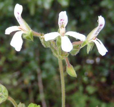 Pelargonium odoratissimum, photographed by Nicola van Berkel