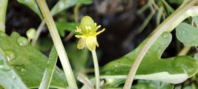 Ranunculus gmelinii, photographed by Yurii Basov