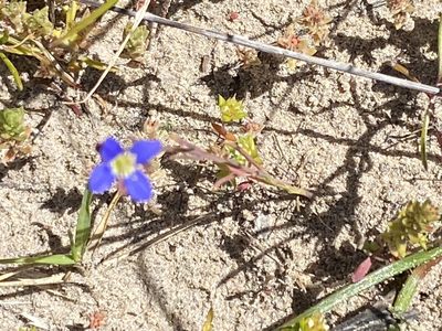 Heliophila adpressa, photographed by Christina