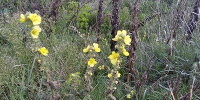 Verbascum phlomoides, photographed by Oleksii Vasyliuk