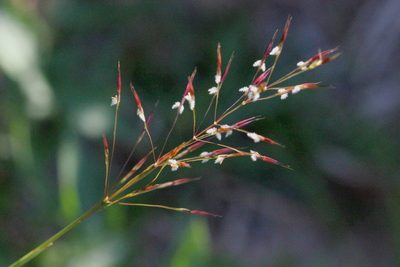 Chrysopogon aciculatus, photographed by Agnes Trekker