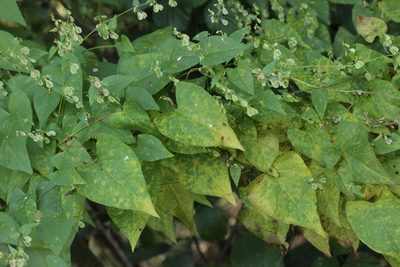 Fallopia dumetorum, photographed by Björn Sothmann