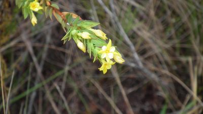 Gnidia styphelioides, photographed by Shaun Swanepoel