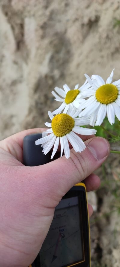 Tripleurospermum hookeri, photographed by Yurii Basov
