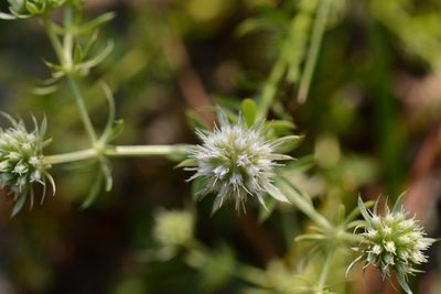 Eryngium aromaticum, photographed by Siddarth Machado