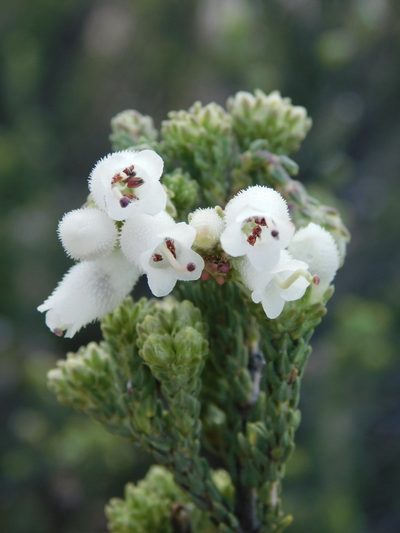 Erica pectinifolia, photographed by Rebecca Ryen-Stols